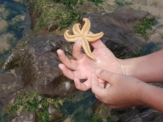 starfish rockpooling at caswell bay