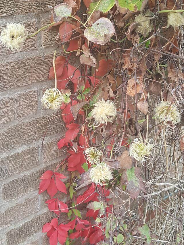 virginia creeper and clematis