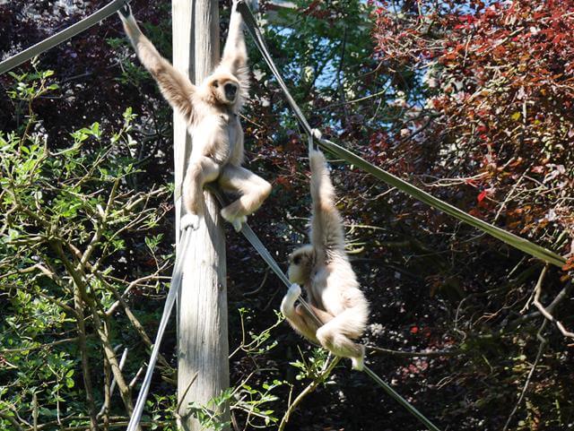 climbing gibbons