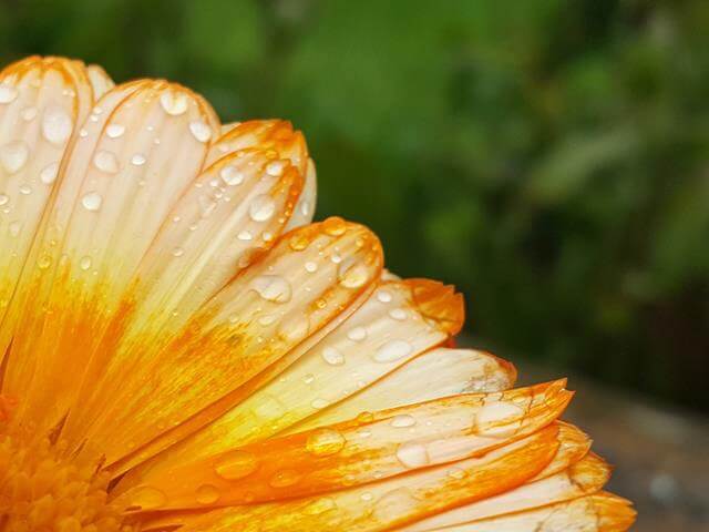 water on calendula