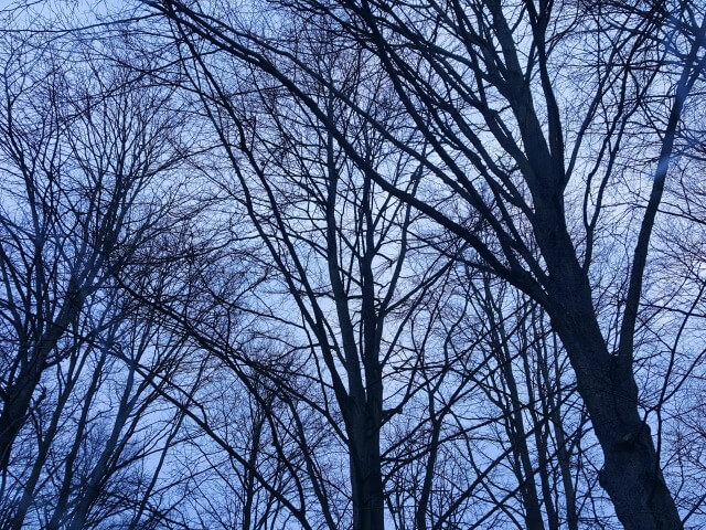 Sky through the trees