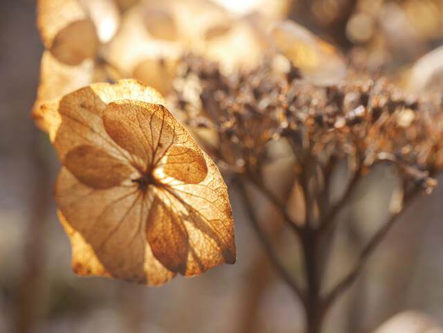 contrajour decaying petals