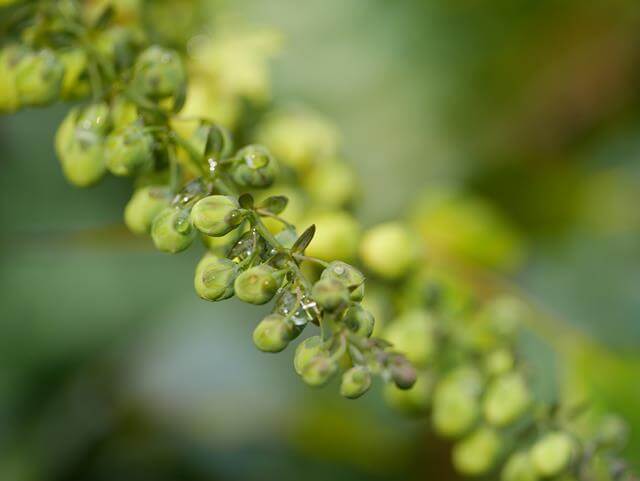 green buds with water drops