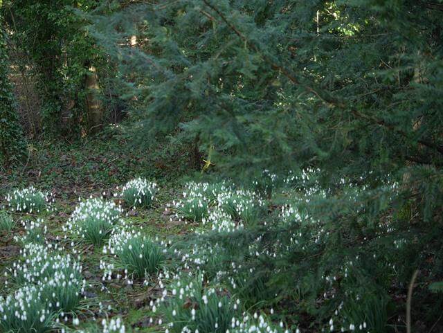 groups of snowdrops on the ground