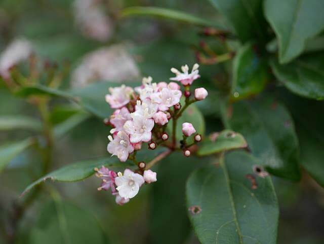 pretty pink shrub flowers