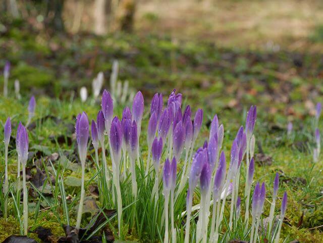 purple crocus shoots