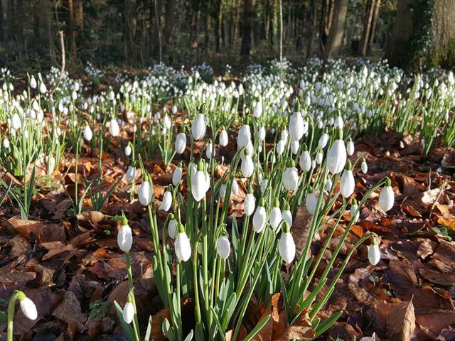 snowdrops galore