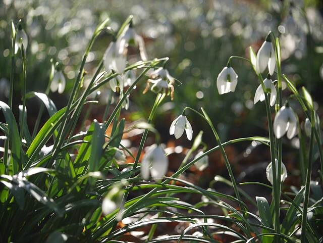 sunlight through snowdrops