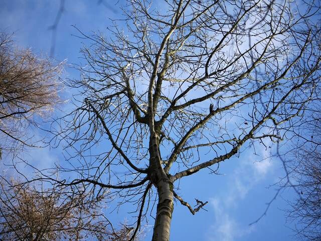 tree against blue sky