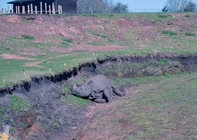 basking rhino