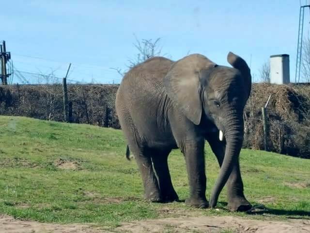 elephant ears