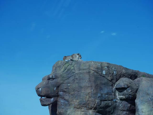 lion atop a rock