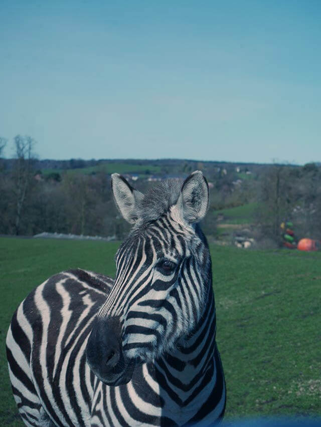 zebra at safari park