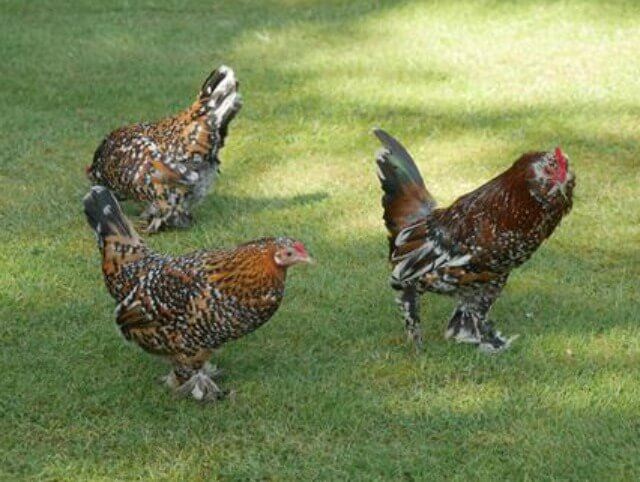 chickens at rousham