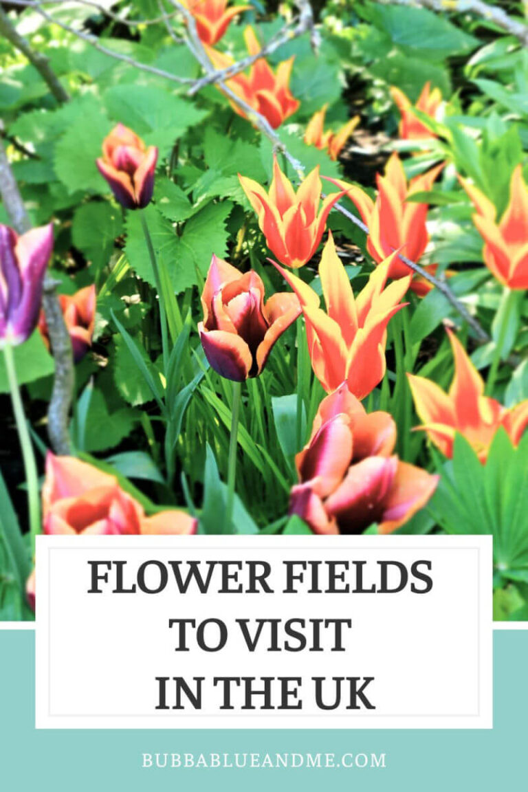 Flower fields to visit in the UK and flowers in season by month