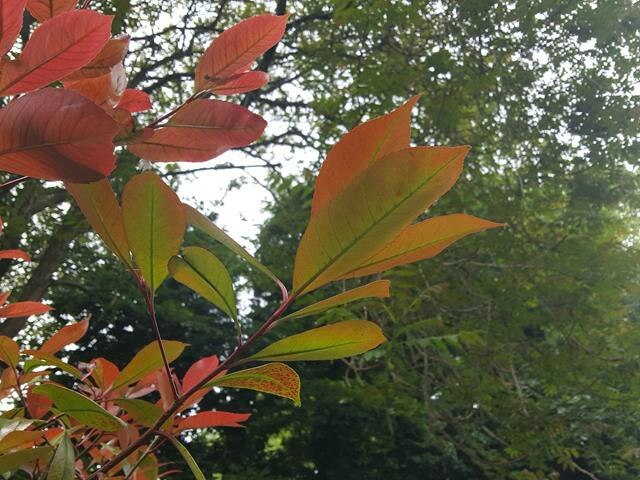 reddening leaves.
