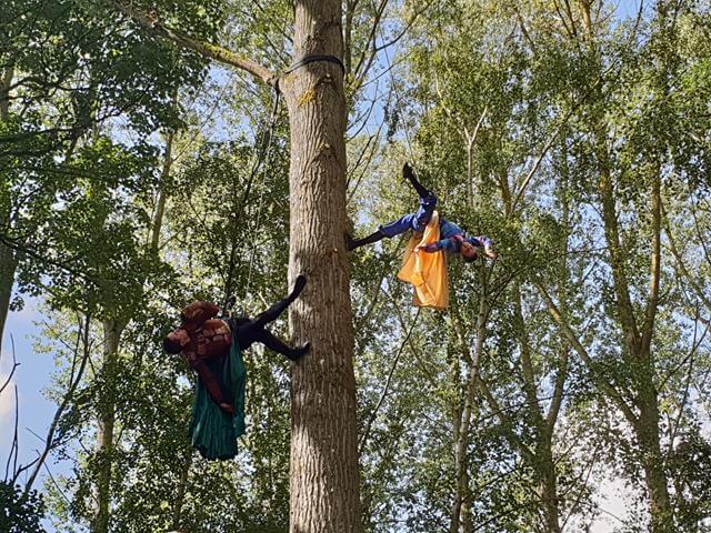 aerial display up a tree