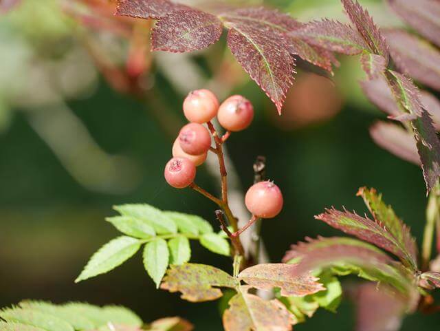 berries in hedges