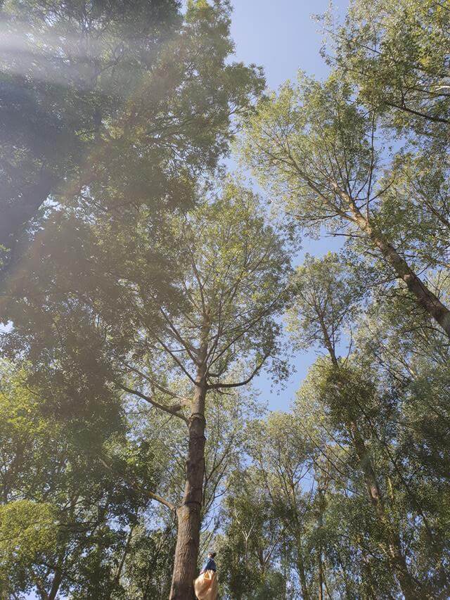 looking up at trees