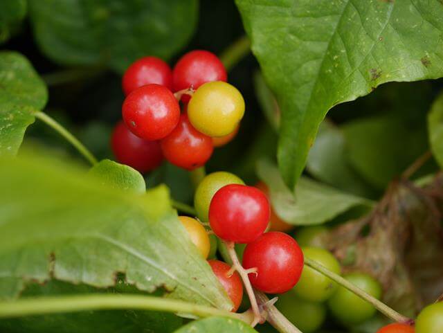 red berries