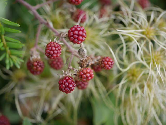 unripe blackberries