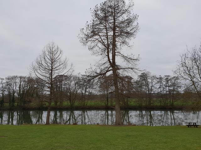 reflection of trees along thames riverbank