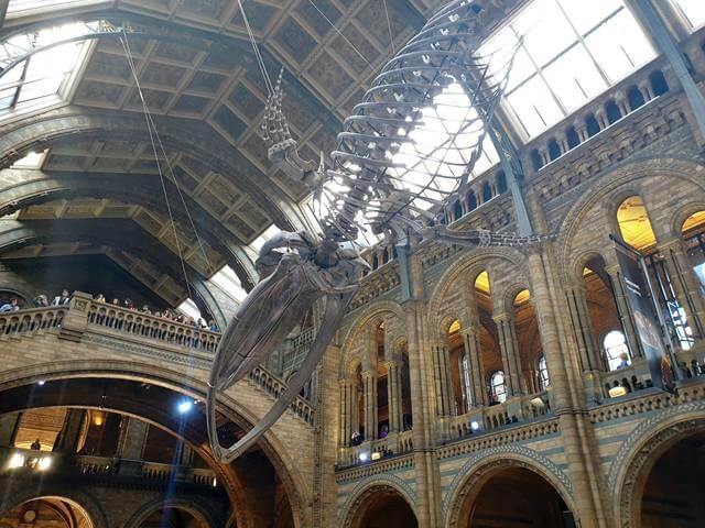 blue whale in Hintze Hall