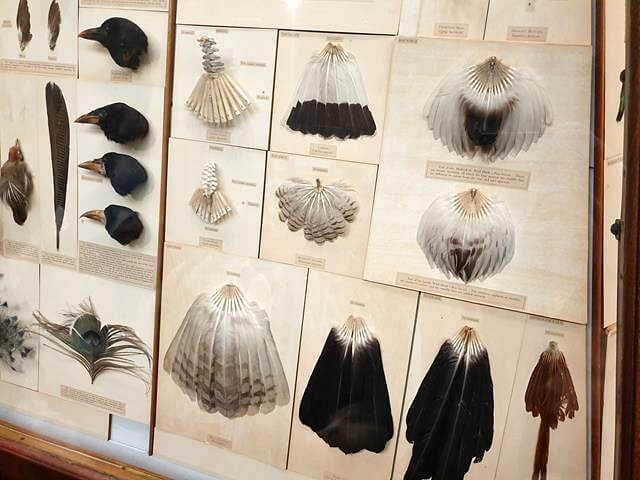 feathers at national history museum