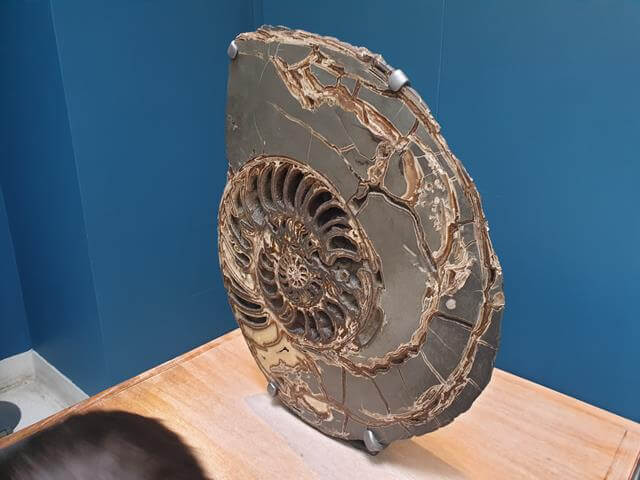 huge ammonite fossil