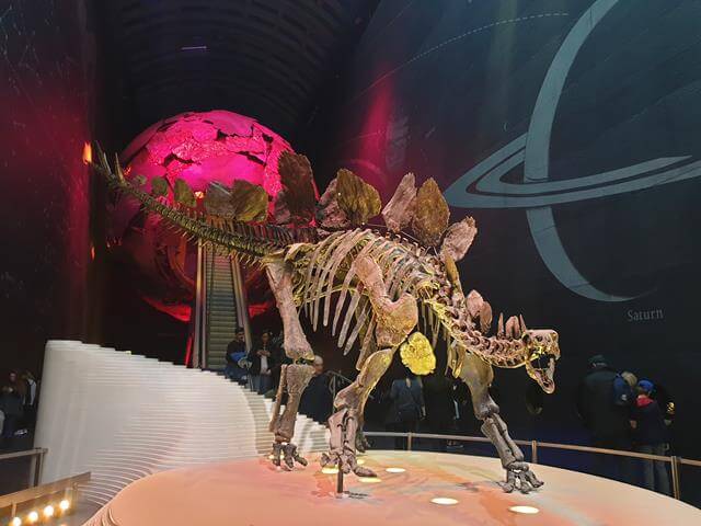 stegosaurus bones