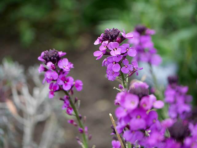 purple flowers macro