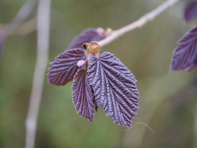 purple leaves