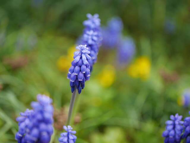 purple mini hyacinth