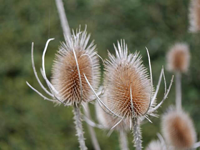 teasels macro