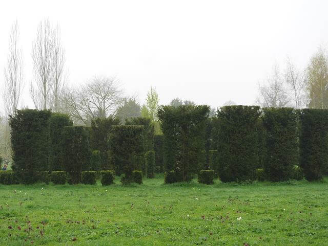 topiary hedge circle