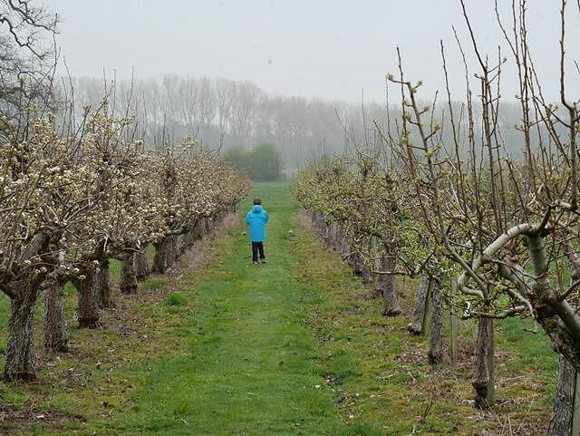 walking along the orchard