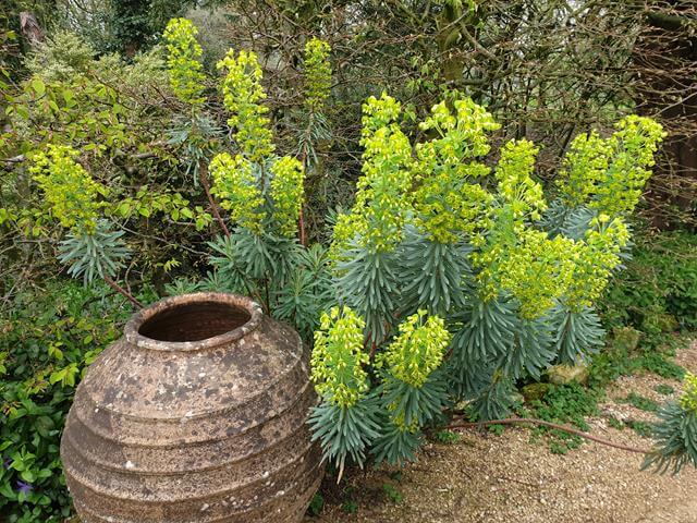 yellow flowers and urn vase