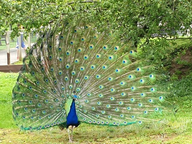 peacock showing off tail feathers