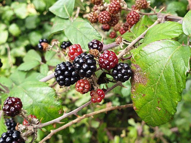 blackerries growing