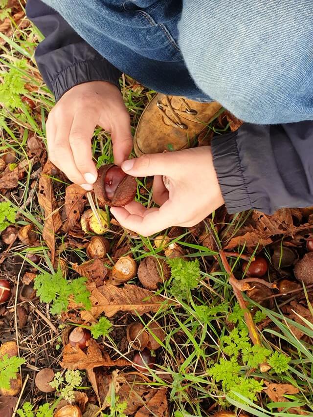 checking conkers