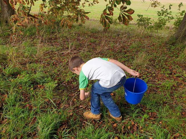 collecting conkers