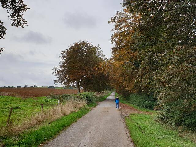 conker alley road with trees