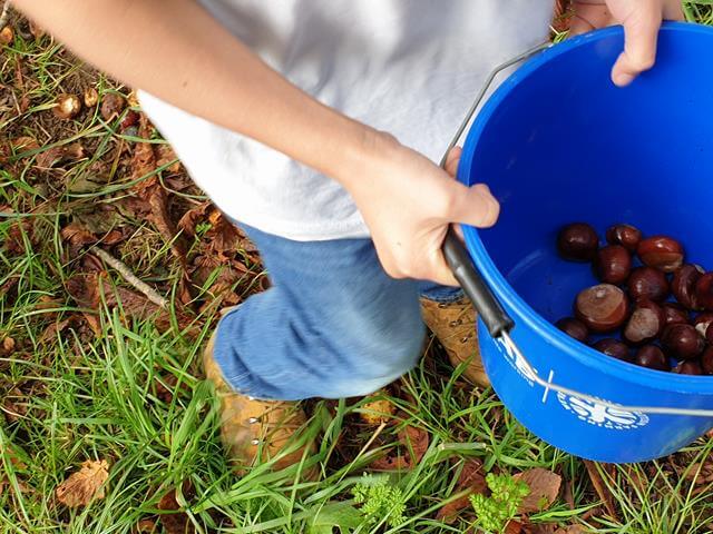 conker haul in a blue bucket