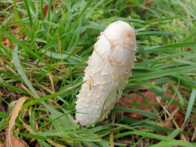 creamy mushroom growing