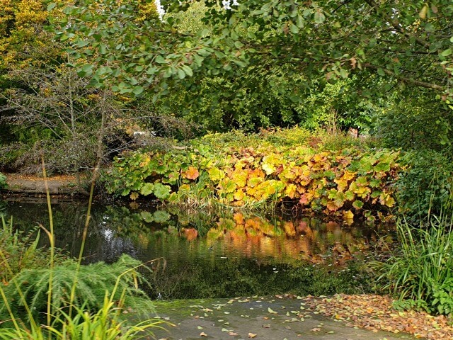 autumn colours at cannon hill park
