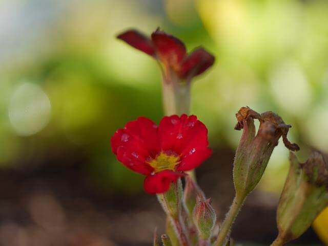 small red flowers macro shot