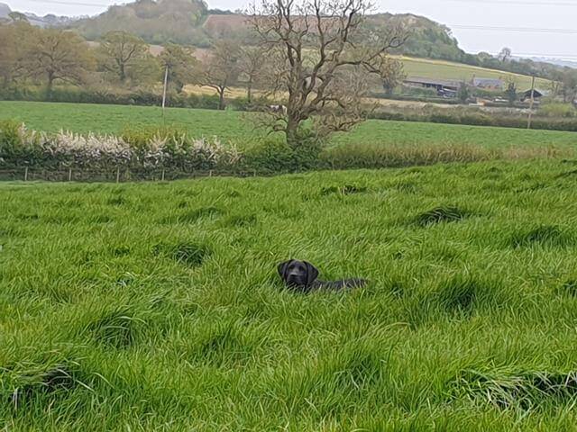 black lab hiding in long grass