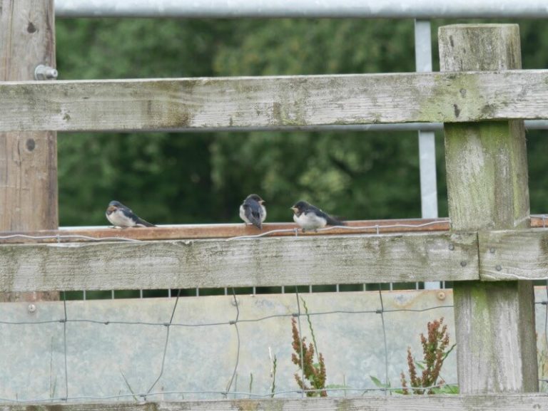 3 young house martins sitting on a fence post