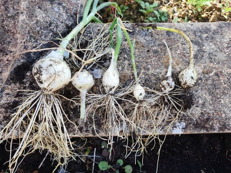 homegrown spring onions by size