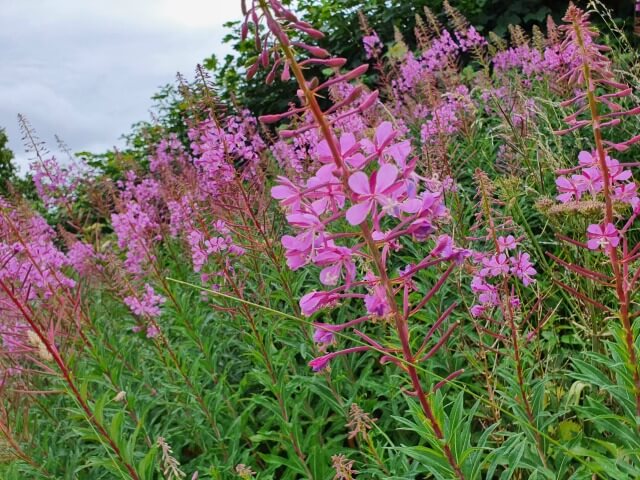 pink fireweed flowers at the side of the road